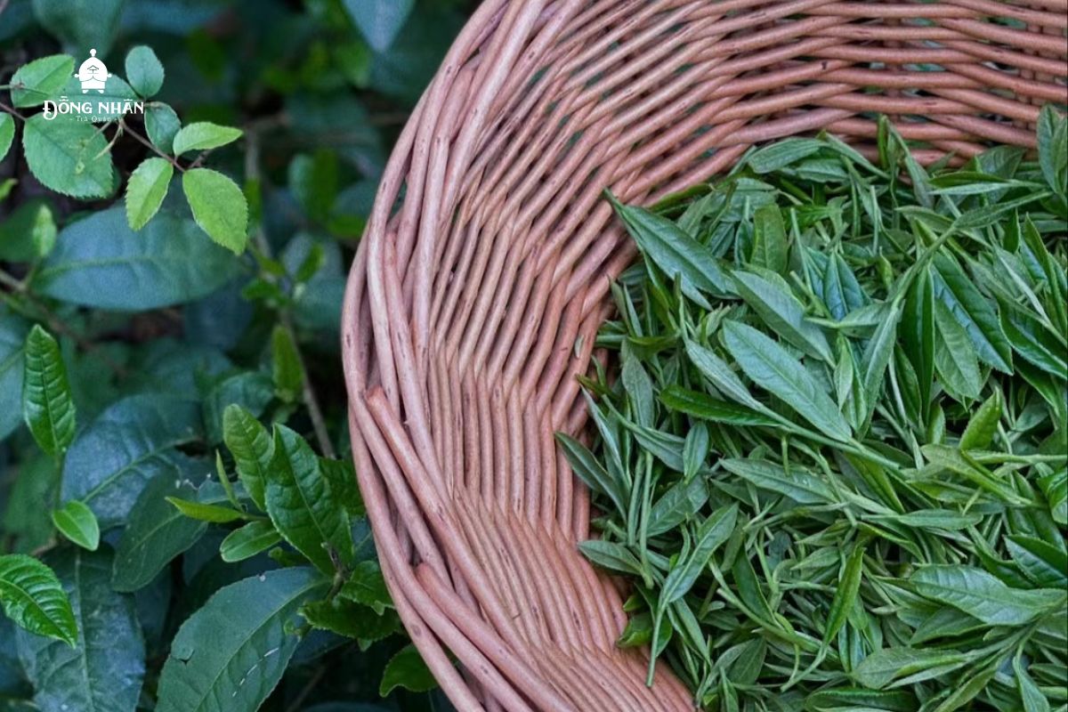 ĐẶC ĐIỂM VÀ CÔNG DỤNG TUYỆT VỜI CỦA TRÀ ORGANIC